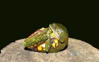 Home Page Image